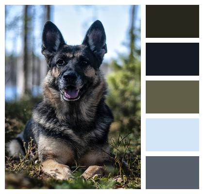 Forest German Shepherd Dog Image